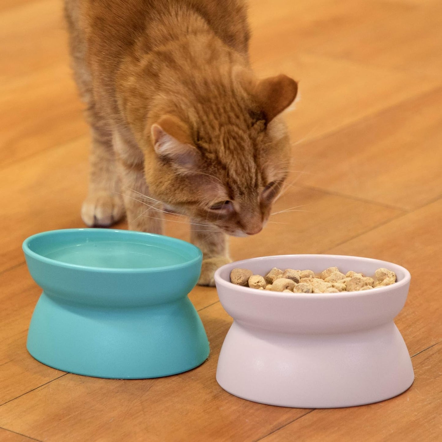 Kitty City Raised Cat Food Bowl Collection/Stress Free Pet Feeder and Waterer and Slow Feed Bowls