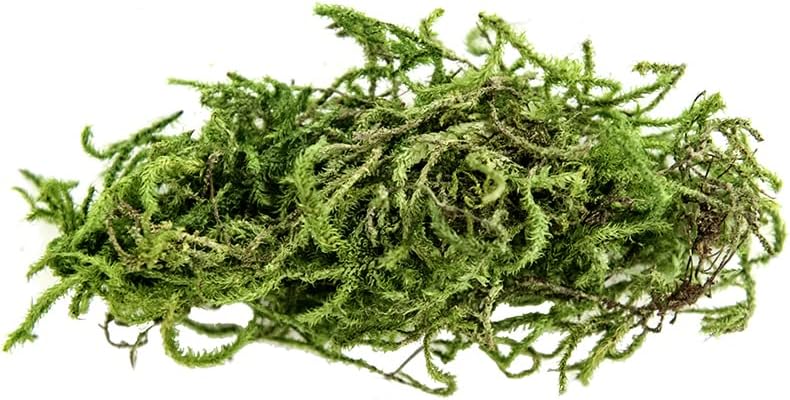 Galápagos (05213) Terrarium Green Sphagnum Moss, Natural, 4 Quart